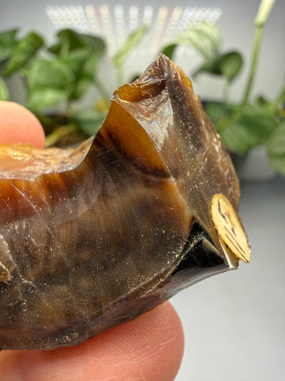 Petrified Wood- Oregon, USA