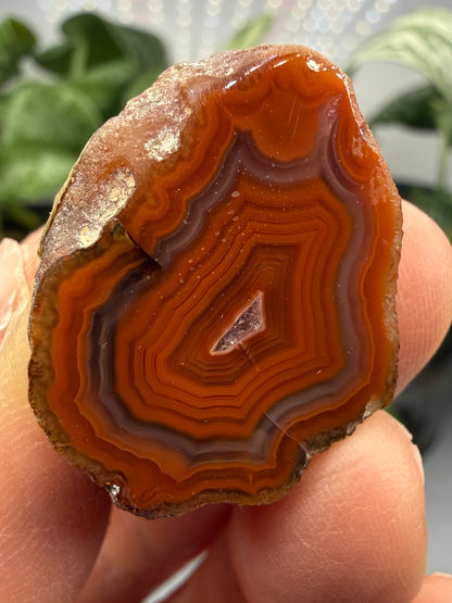 Banded Agate with Quartz Druzy- Mexico