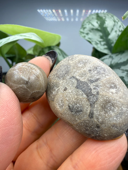 Petoskey Stone Raw and Polished Set- Petoskey, Michigan