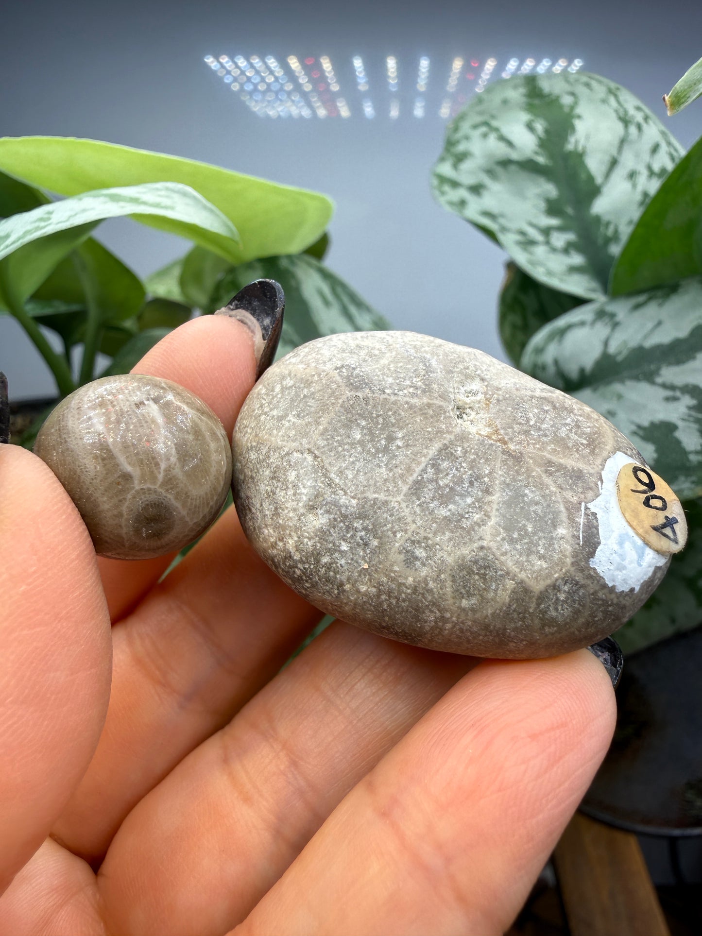 Petoskey Stone Raw and Polished Set- Petoskey, Michigan