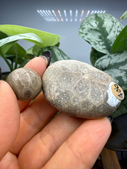 Petoskey Stone Raw and Polished Set- Petoskey, Michigan