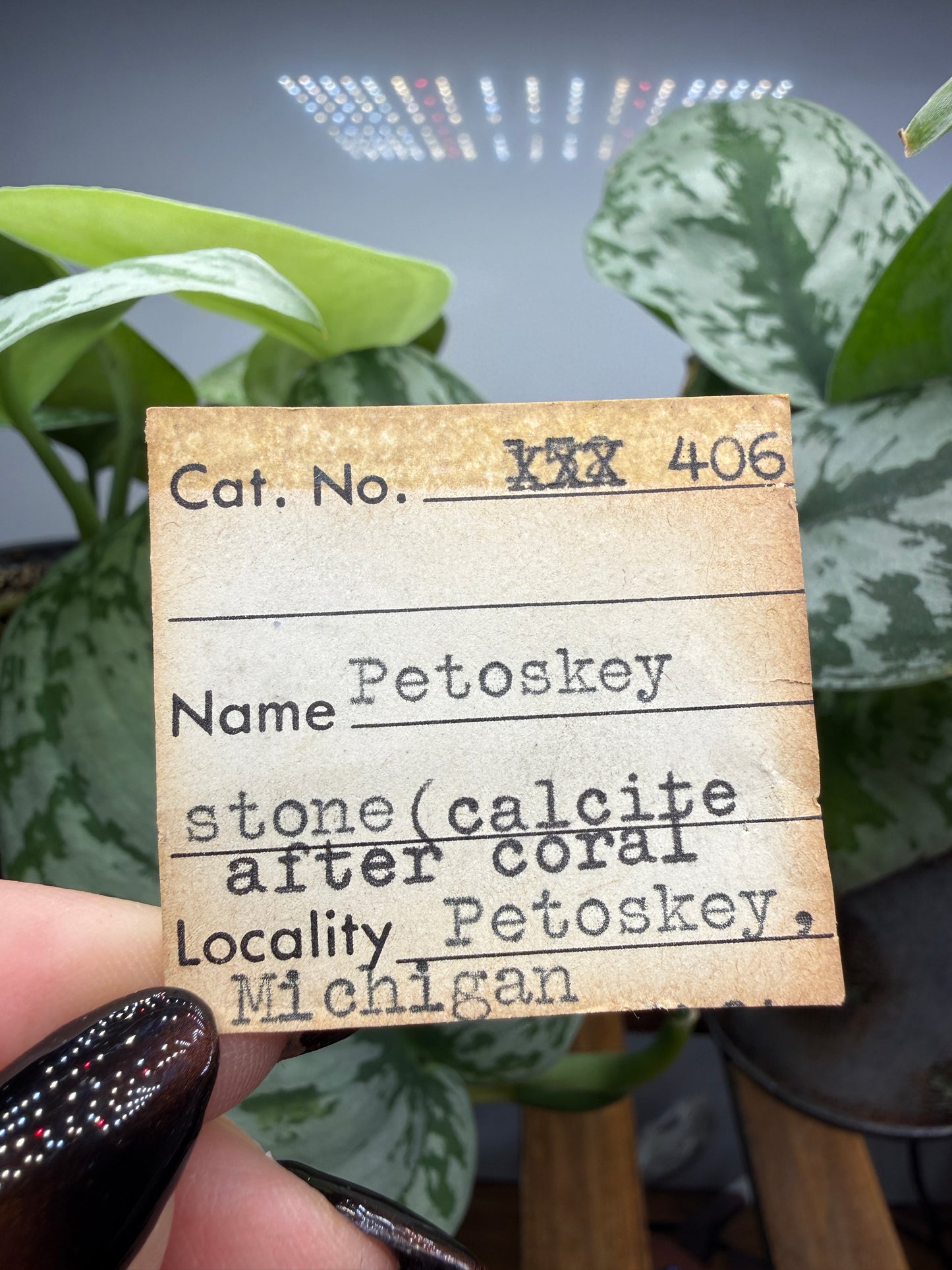 Petoskey Stone Raw and Polished Set- Petoskey, Michigan