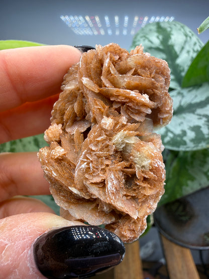 Selenite, var "Rose"- Attributed to Dallas County, Texas, USA