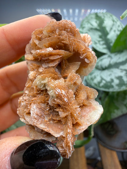 Selenite, var "Rose"- Attributed to Dallas County, Texas, USA