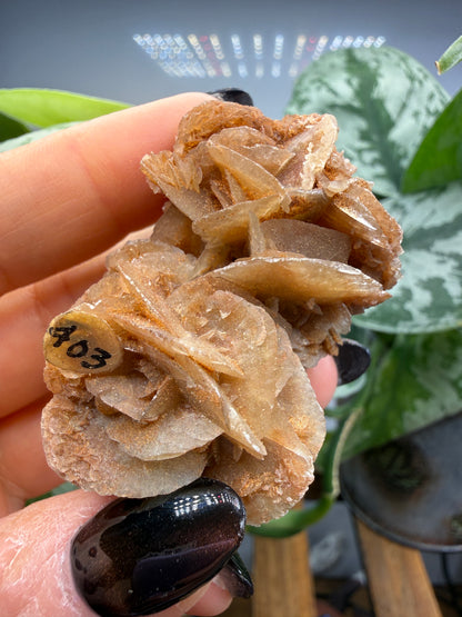 Selenite, var "Rose"- Attributed to Dallas County, Texas, USA