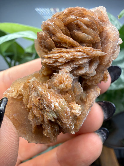 Selenite, var "Rose"- Attributed to Dallas County, Texas, USA
