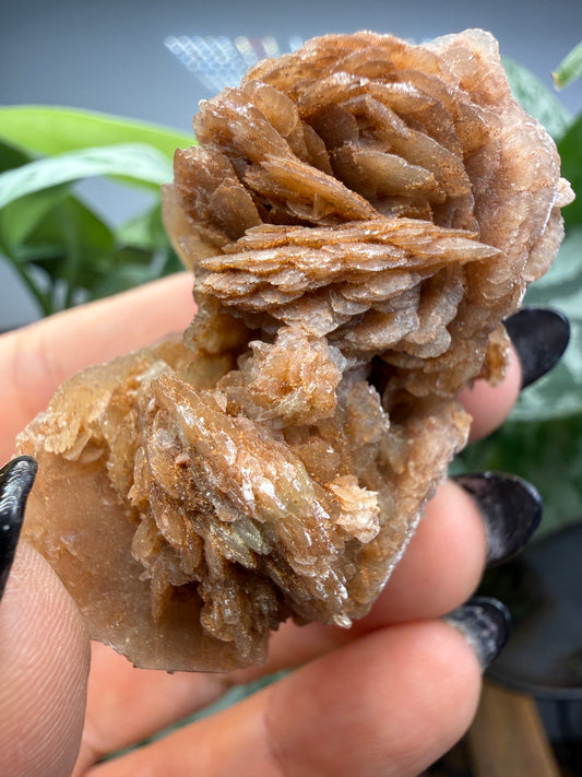 Selenite, var "Rose"- Attributed to Dallas County, Texas, USA