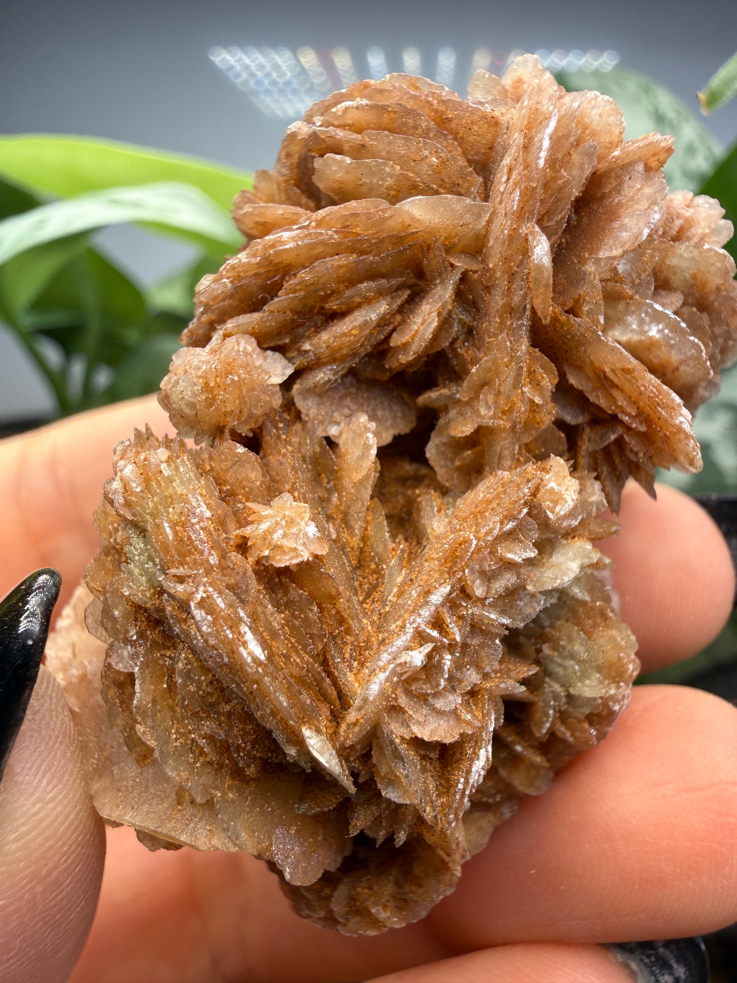 Selenite, var "Rose"- Attributed to Dallas County, Texas, USA