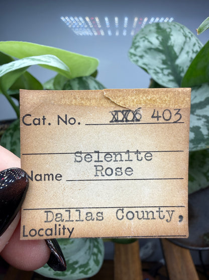 Selenite, var "Rose"- Attributed to Dallas County, Texas, USA