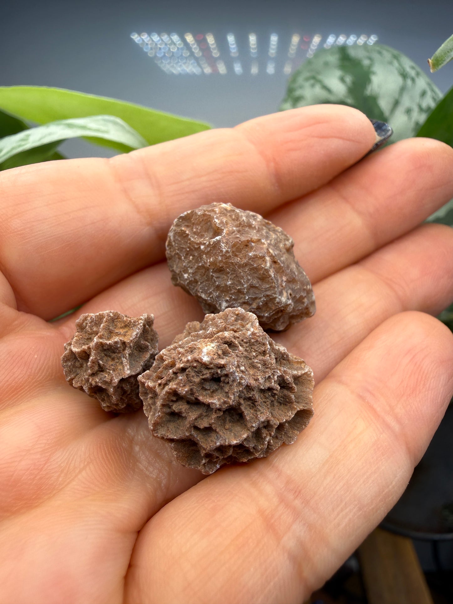 (3) Selenite, var "Rose" balls- Fort Sill, Caddo County, Oklahoma, United States