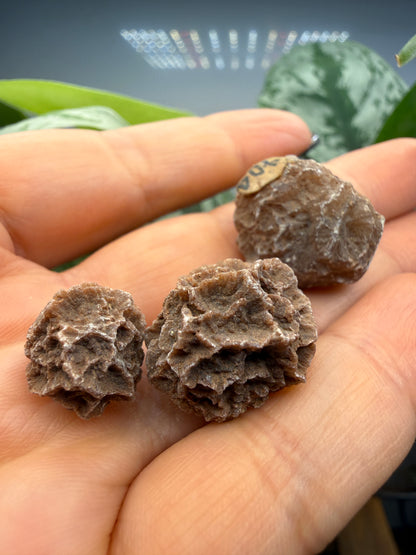 (3) Selenite, var "Rose" balls- Fort Sill, Caddo County, Oklahoma, United States