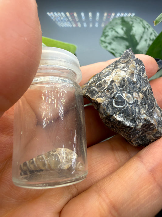 Turritella Agate- Loose & Rough Set