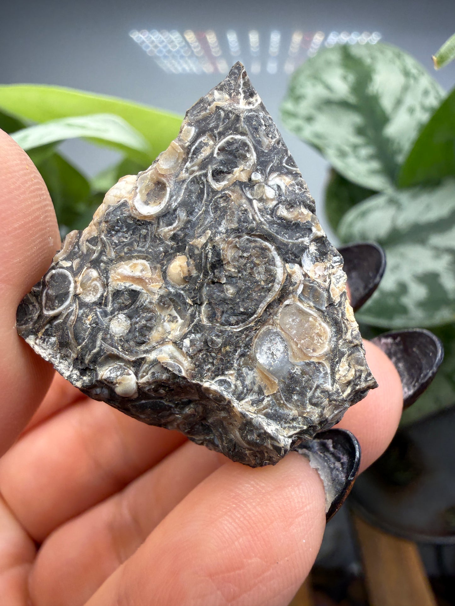 Turritella Agate- Loose & Rough Set