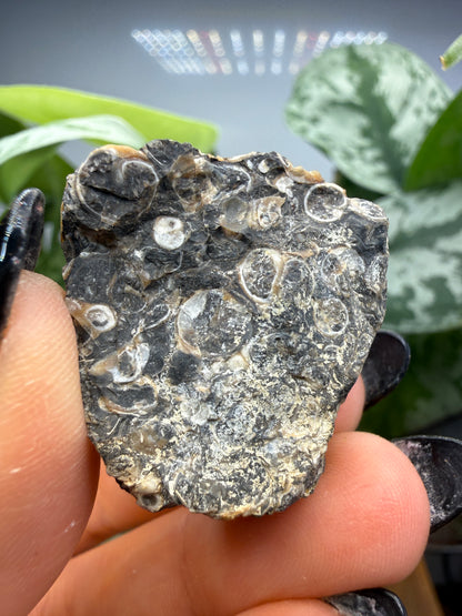 Turritella Agate- Loose & Rough Set