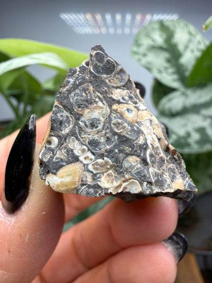 Turritella Agate- Loose & Rough Set