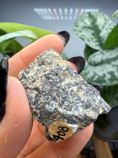Turritella Agate- Loose & Rough Set