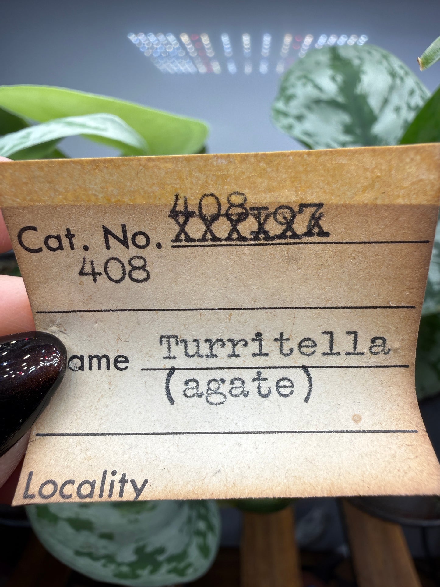 Turritella Agate- Loose & Rough Set