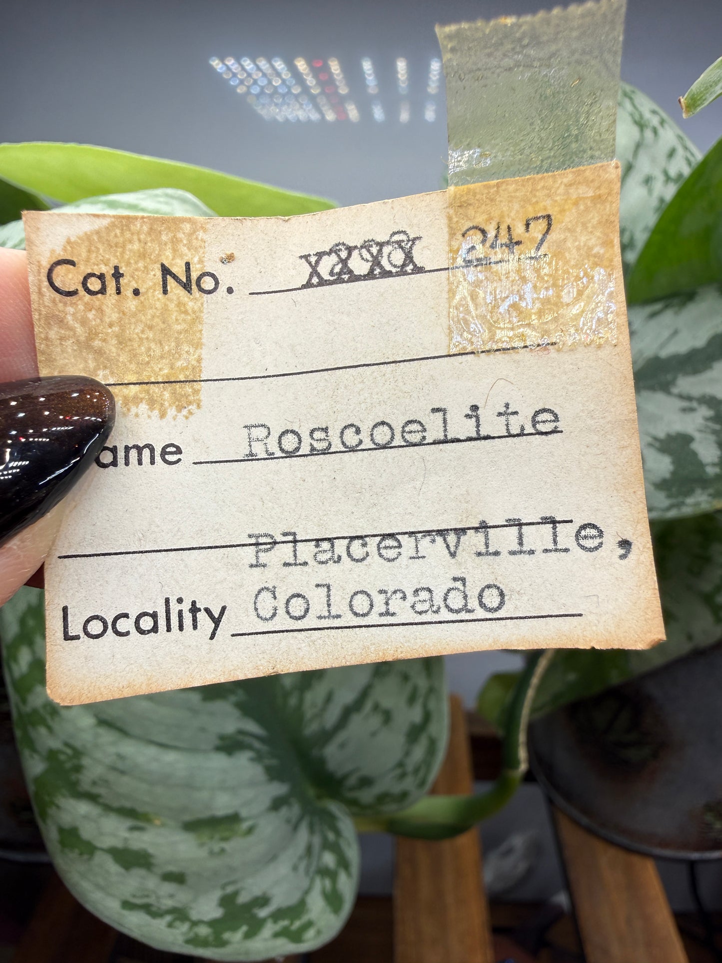 Roscoelite- Placerville Mining District, San Miguel County, Colorado, USA