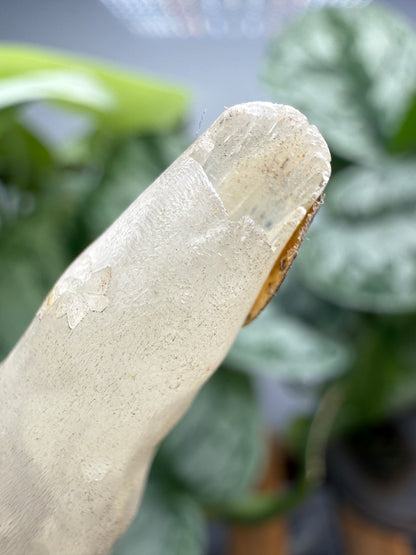 Calcite, var. Stalactite- Colossal Cave Mountain Park, Pima County, Arizona, USA