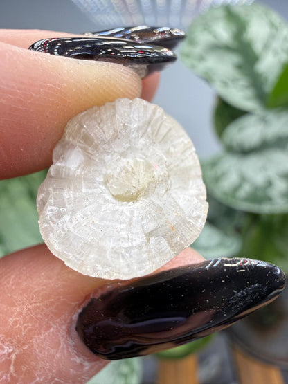 Calcite, var. Stalactite- Colossal Cave Mountain Park, Pima County, Arizona, USA