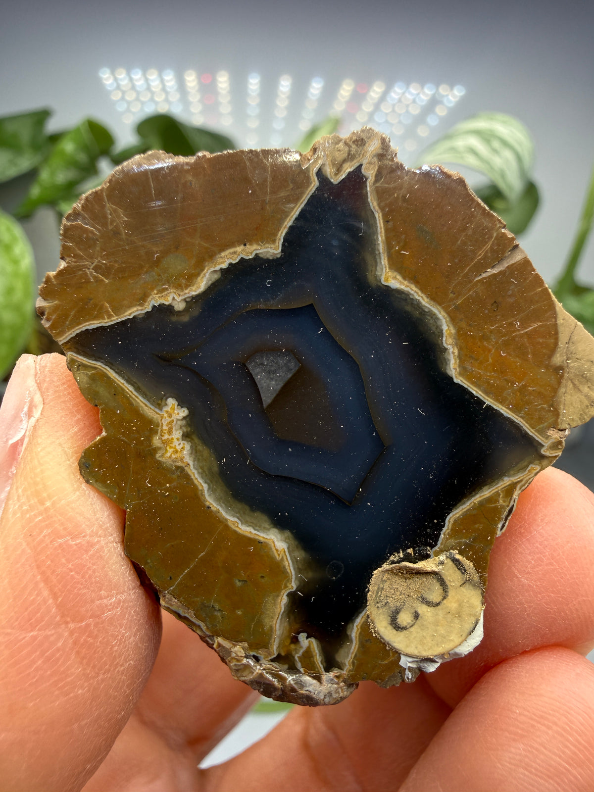 Thunder Egg Agate (Sawed and Polished)- Oregon, USA