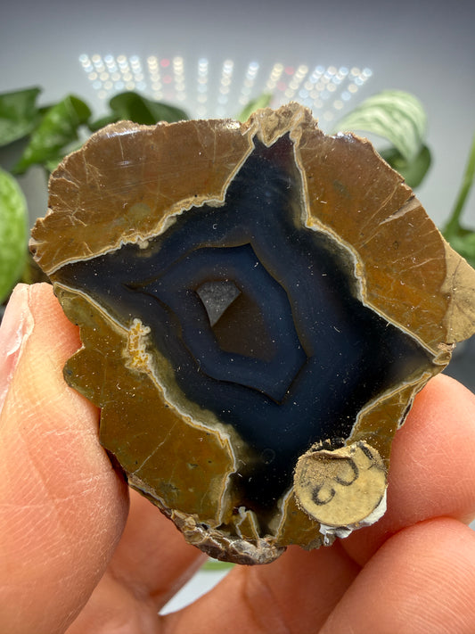 Thunder Egg Agate (Sawed and Polished)- Oregon, USA