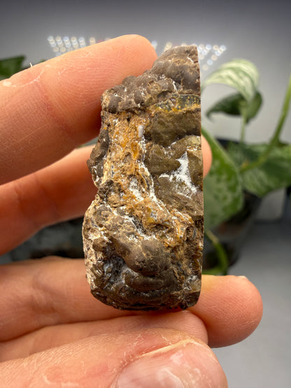Thunder Egg Agate (Sawed and Polished)- Oregon, USA