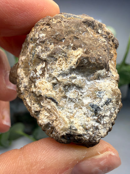 Thunder Egg Agate (Sawed and Polished)- Oregon, USA
