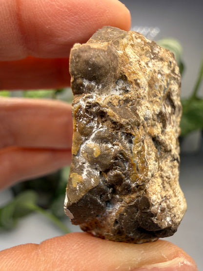 Thunder Egg Agate (Sawed and Polished)- Oregon, USA