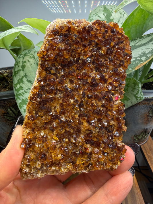 Citrine Plate, heat treated- Brazil