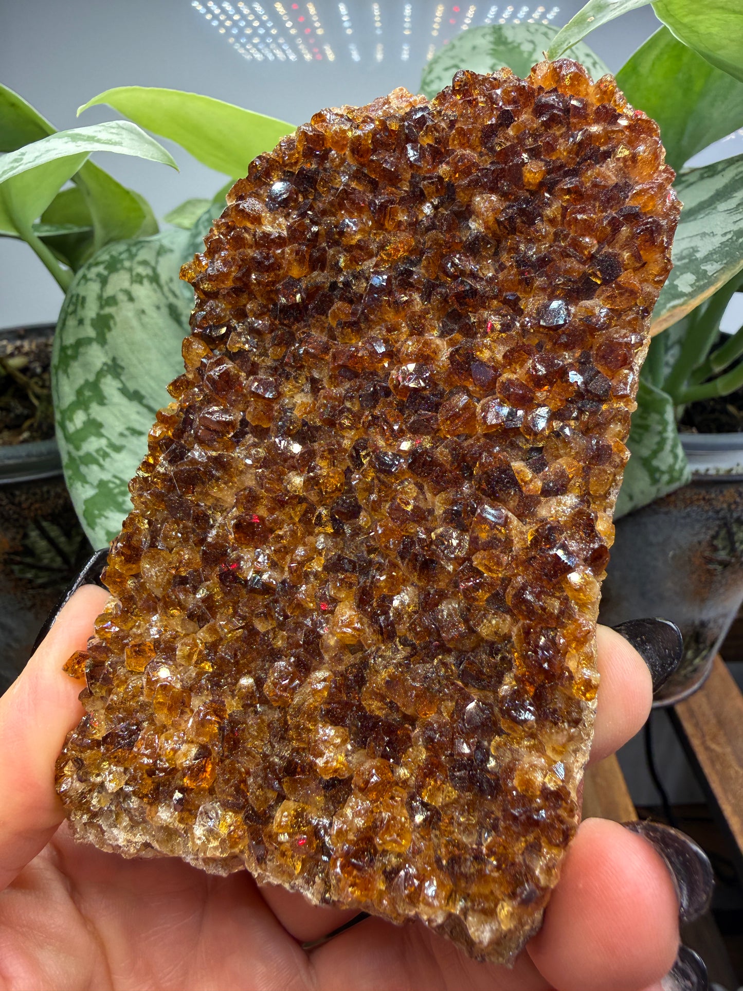Citrine Plate, heat treated- Brazil
