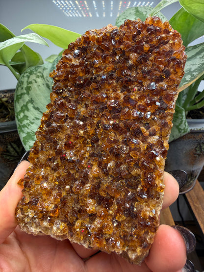Citrine Plate, heat treated- Brazil