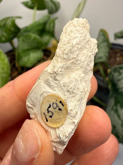 Magnesite- Tulare County, California, USA