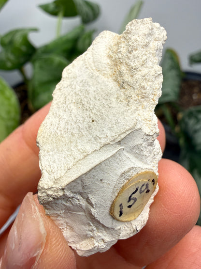 Magnesite- Tulare County, California, USA