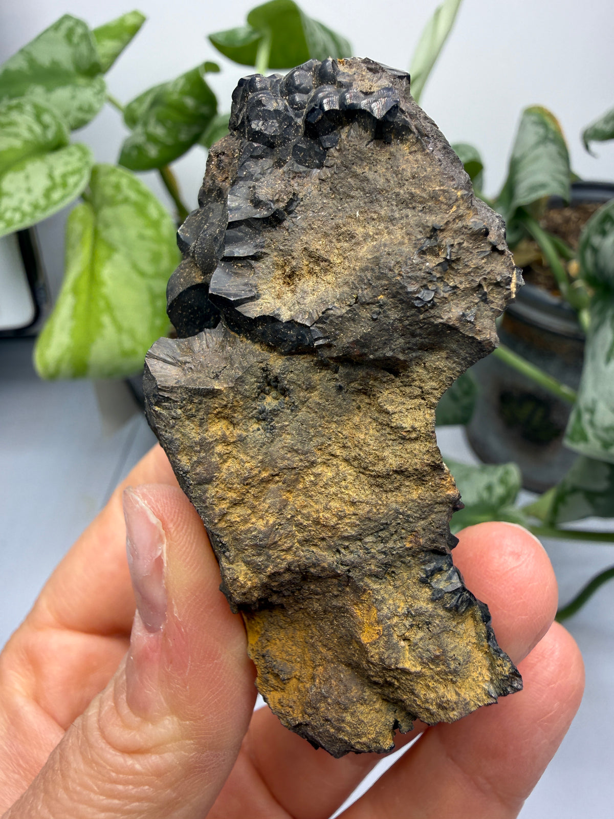 Goethite- Bilbao, Biscay, Basque Country, Spain
