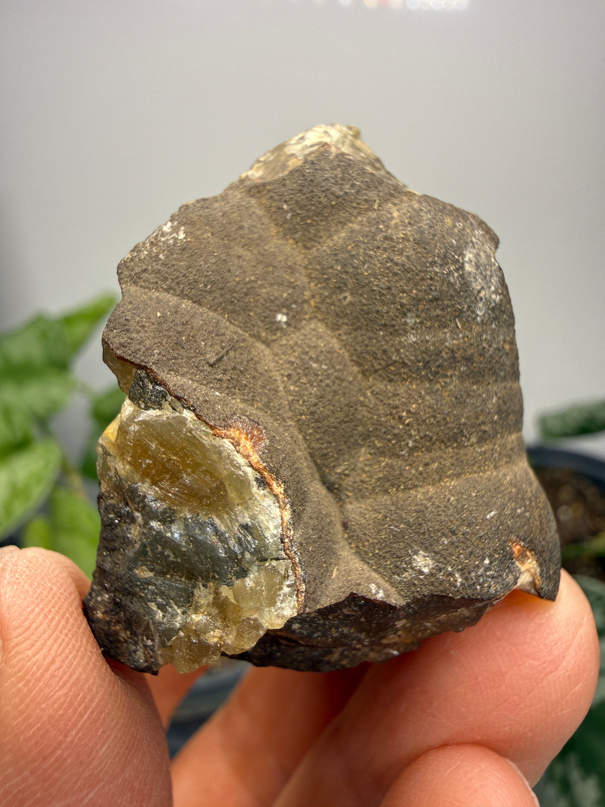 Smithsonite- Mapimí, Durango, Mexico