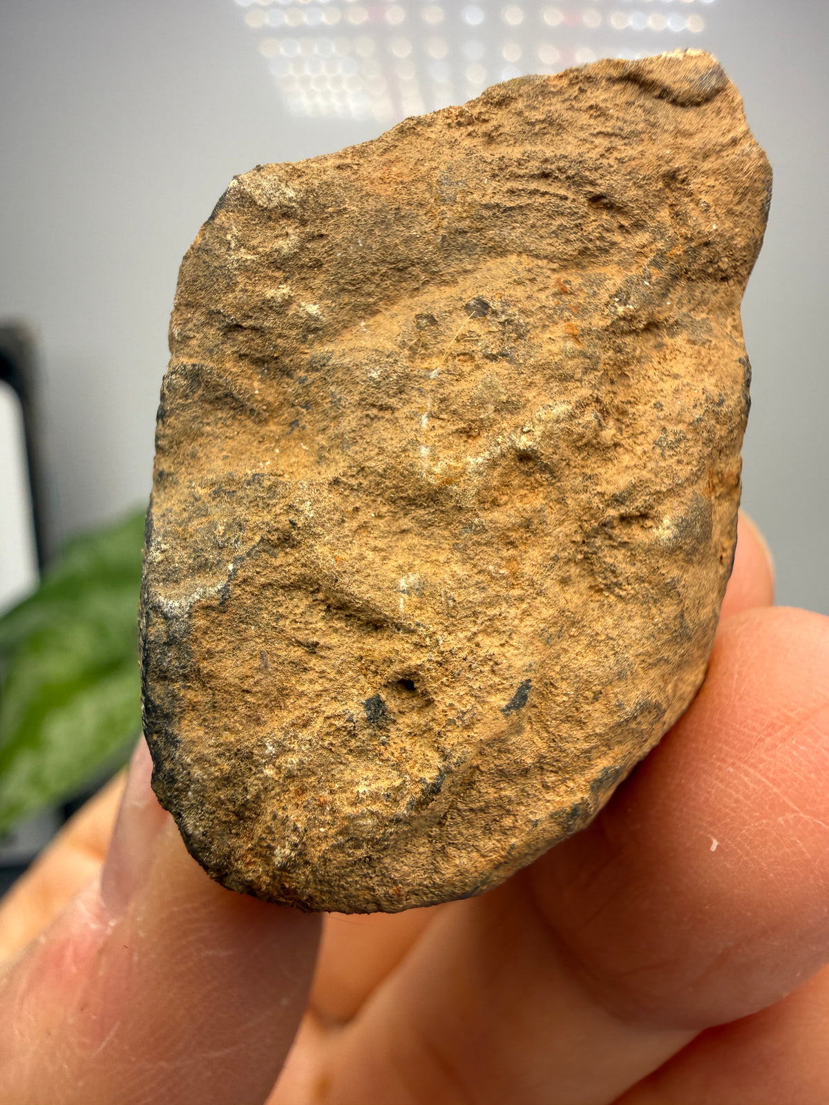 Magnetite (Massive)- Gaffney, Cherokee County, South Carolina, USA