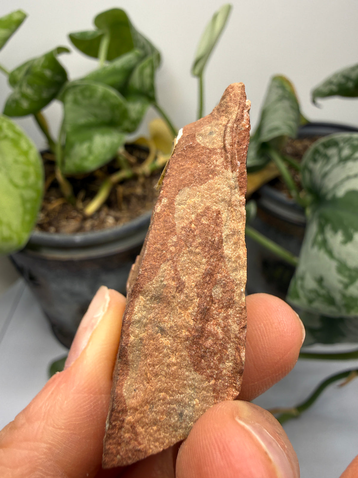 Sandstone- Jack Pine River, Ontario, Canada