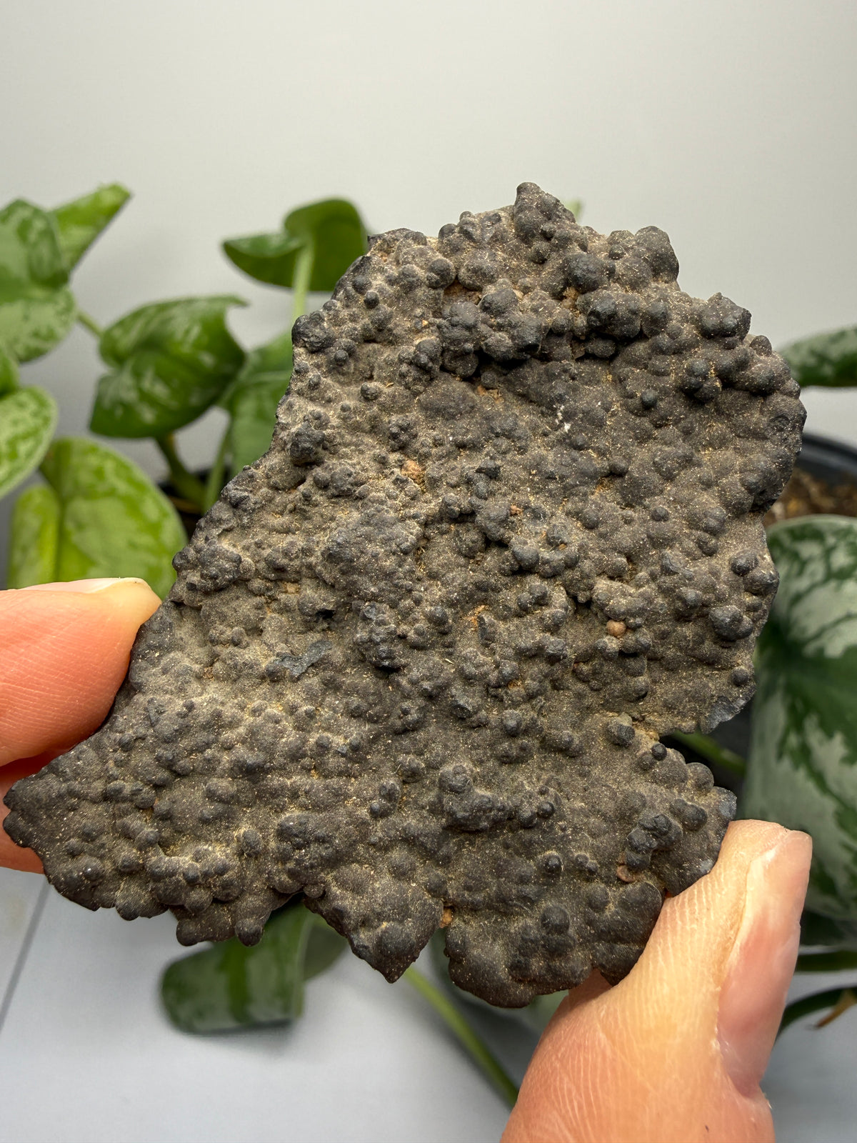 Hausmannite (Botryoidal)- Långban, Filipstad Municipality, Värmland County, Sweden
