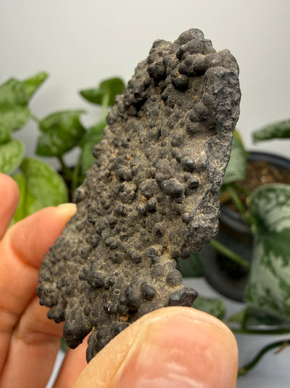 Hausmannite (Botryoidal)- Långban, Filipstad Municipality, Värmland County, Sweden