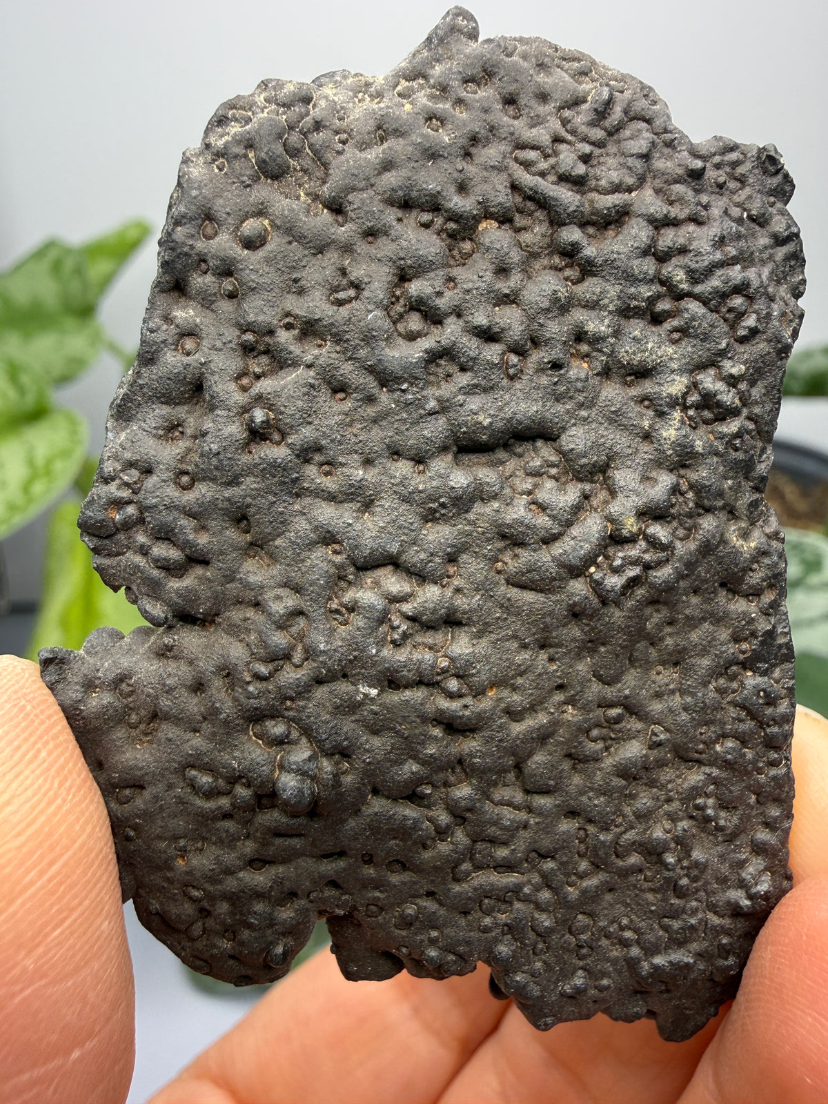 Hausmannite (Botryoidal)- Långban, Filipstad Municipality, Värmland County, Sweden