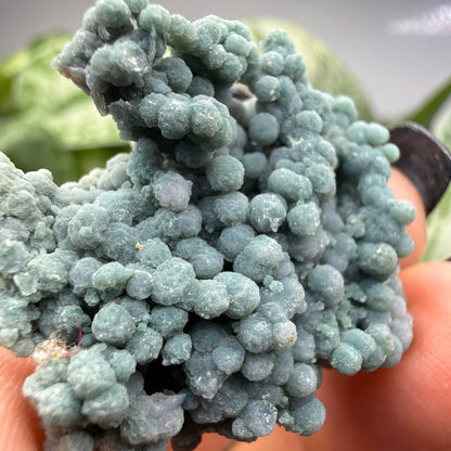 Grape Agate (Quartz var. Amethyst)- Mamuju Regency, West Sulawesi Province, Indonesia