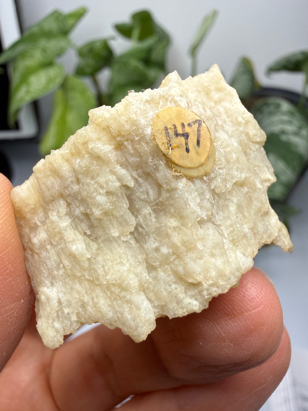 Brucite- Luning, Mineral County, Nevada, USA