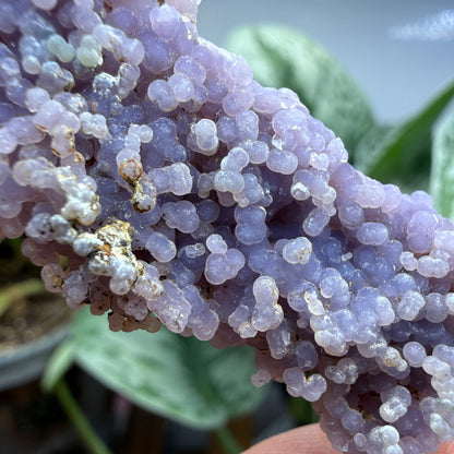 Grape Agate (Quartz var. Amethyst)- Mamuju Regency, West Sulawesi Province, Indonesia