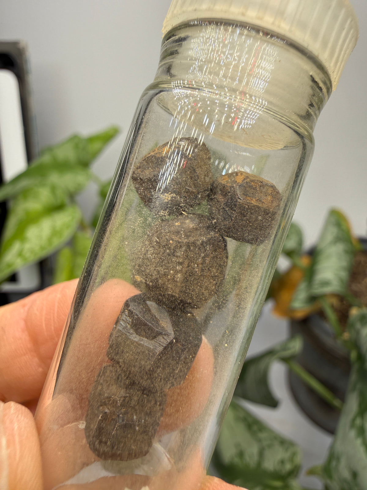 Limonite Pseudomorphs After Pyrite (5 Specimens)- California, USA