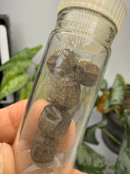 Limonite Pseudomorphs After Pyrite (5 Specimens)- California, USA