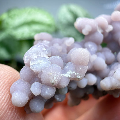 Grape Agate (Quartz var. Amethyst)- Mamuju Regency, West Sulawesi Province, Indonesia