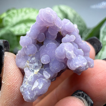 Grape Agate (Quartz var. Amethyst)- Mamuju Regency, West Sulawesi Province, Indonesia