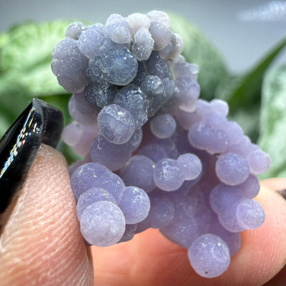 Grape Agate (Quartz var. Amethyst)- Mamuju Regency, West Sulawesi Province, Indonesia
