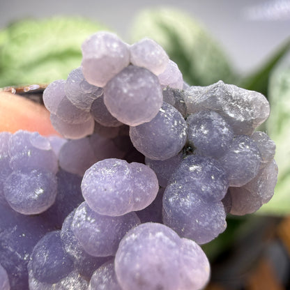 Grape Agate (Quartz var. Amethyst)- Mamuju Regency, West Sulawesi Province, Indonesia